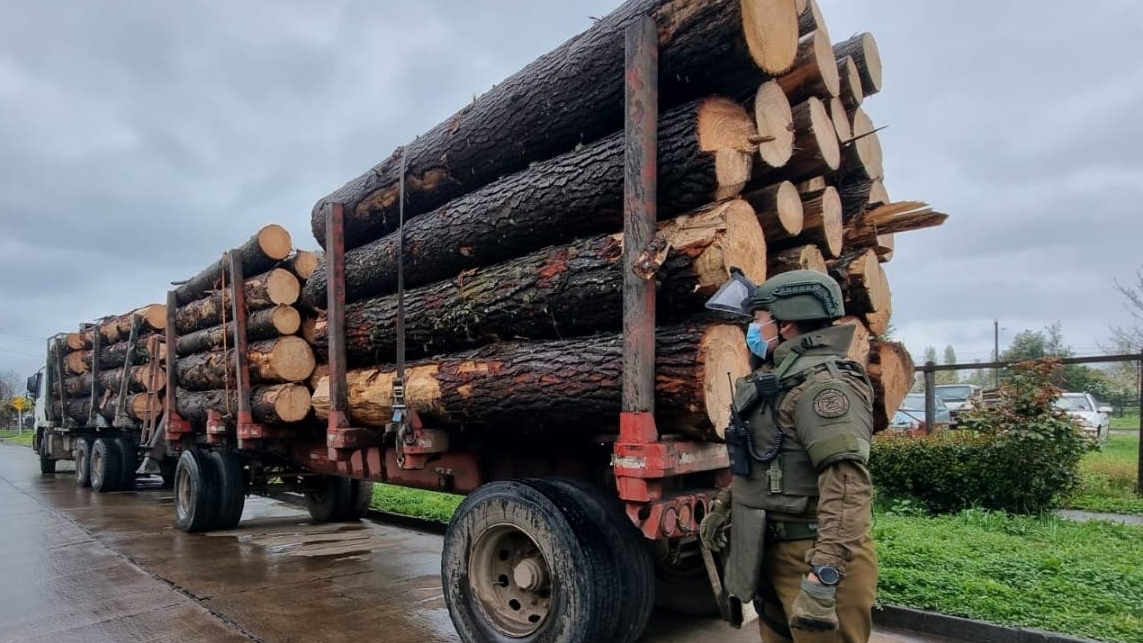 Acusan a gerentes de forestales por fraude al fisco: Más de 5 mil millones de pesos